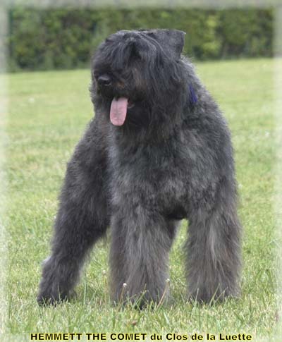 HEMMETT © Elevage de bouviers des flandres du Clos de la Luette specialisé pour le bouvier des flandres Copyrigth depose